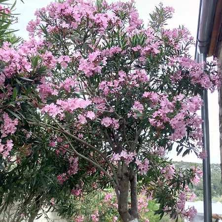 Palm Feriehus Astris